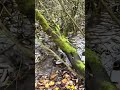 Wild Ducks