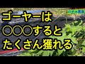 【ゴーヤの重要作業】これをするだけでゴーヤが驚くほど獲れるようになります。
