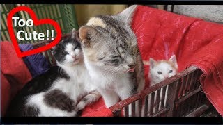 The Cat Moms Love Their Kittens and Each Other Very Much  :)♥  😻