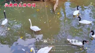 #情歌对唱 #一步一个风景 #完整版 #随拍 @DOU+上热门