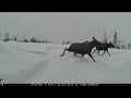 Trail Cam Video, Front 40 Alaska March 05 - 31, 2019