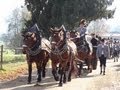 Traditional horse parade "Leonhardiritt"