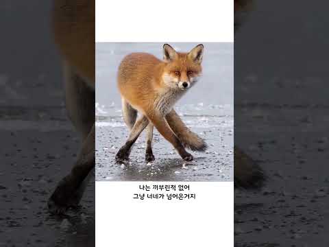 자신은 끼부린적 없다고 하는 동물들 thumbnail