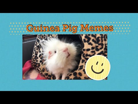 funny-guinea-pig-memes-1