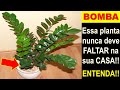 BOMBA - Não deixe essa PLANTA faltar na sua CASA!!! (Veja só isso)