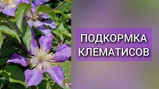 Чем подкормить КЛЕМАТИСЫ весной. Схема подкормок на весь сезон. Весенняя подкормка КЛЕМАТИСОВ.