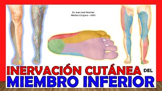 🥇 INERVACIÓN CUTÁNEA DEL MIEMBRO INFERIOR (Resumen de Nervios) ¡Explicación Fácil y Sencilla!