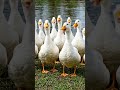 Ducks are so mad at Iran war! #animals #animal #shorts #shortvideo #shorts #funny #funnyvideo