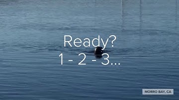 How Long can a Sea Otter hold its breath?