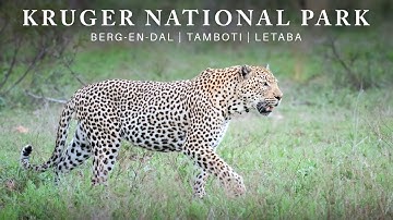 Brothers on Safari | Kruger National Park (4K)
