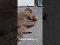 lucipurr cat Vs the strawberry toy