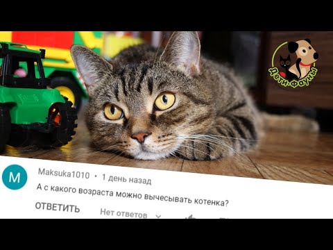 Когда можно начинать вычесывать котенка? /Кот метит/ У кошки болит зуб/ Ответы на ваши комментарии