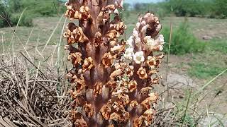 Broomsboschniakia Rossicacistanche