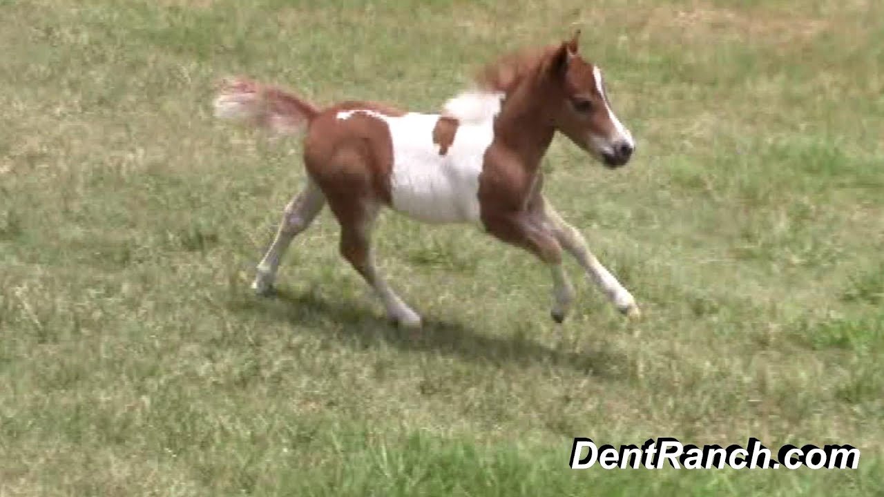 "SOLD" Miniature horse for sale Dent Lucky Cowboy 2015 Foal YouTube
