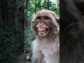 monkey fun #monkey #funny #comedy