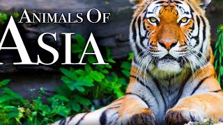  Tiger Moments for Relaxation music Animal Nature Footage Siberian #lion #wildlife 
