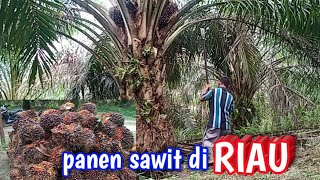 panen di perkebunan kelapa sawit RIAU