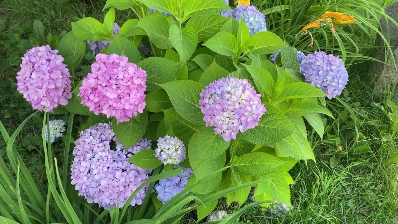 Pin on Hydrangeas