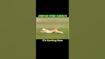 Cheetah vs Gazelle😳☠️ #shorts #trending #animals #cheetah #gazelle #speed #funny