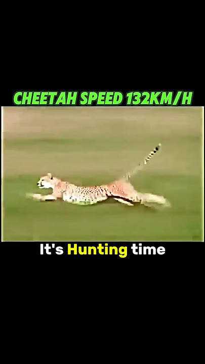 Cheetah vs Gazelle😳☠️ #shorts #trending #animals #cheetah #gazelle #speed #funny