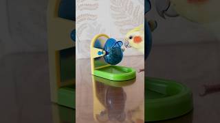 Eğitici Kuş Oyuncağı Sultan Papağanı Muhabbet Kuşu #Youtubeshorts  #Oyuncak #Toys