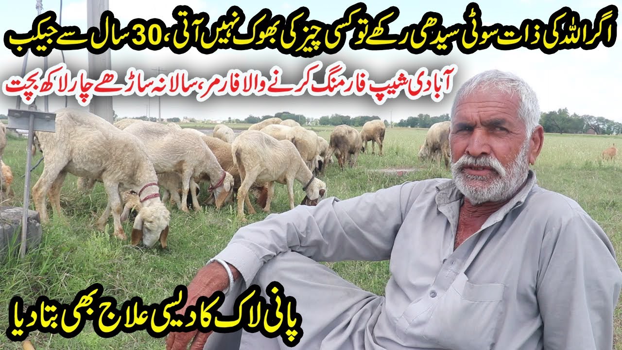 Jacobabadi Sheep Farming From 30 Years | Sheep Farming Business Tips | Water Lock Treatment