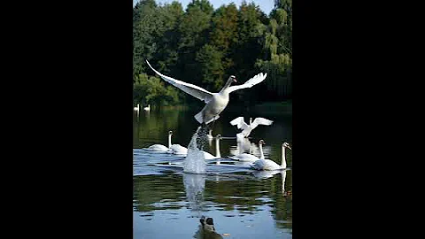 grok ai created grok video 7b6f6f0a fe53 4fc4 803f 669d296ce43f