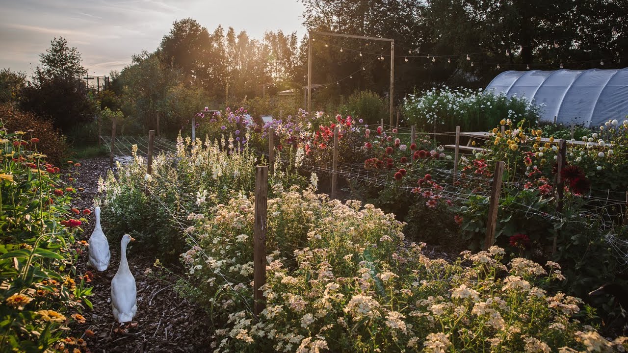 # Growing a sustainable cut flower garden in the countryside of the Netherlands.
