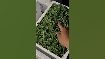 Hoa Cúc Giống A Nhàn Mầm Cúc Đại Đóa Pha Lê Ninh Giang Khánh Hòa Xuất Nam Định 13/9/2024 ÂL #shorts