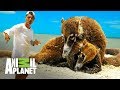Los coatíes y los mayas | Wild Frank en México | Animal Planet