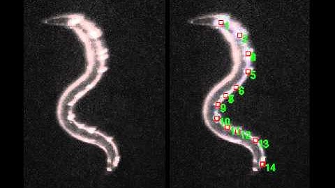 Automated tracking of C. Elegans class D neurons