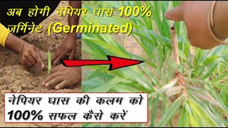 नेपियर घास की कलम को 100% अंकुरित कैसे करें जानिए बेस्ट तरीका || How to 100% Germinate Napier Grass