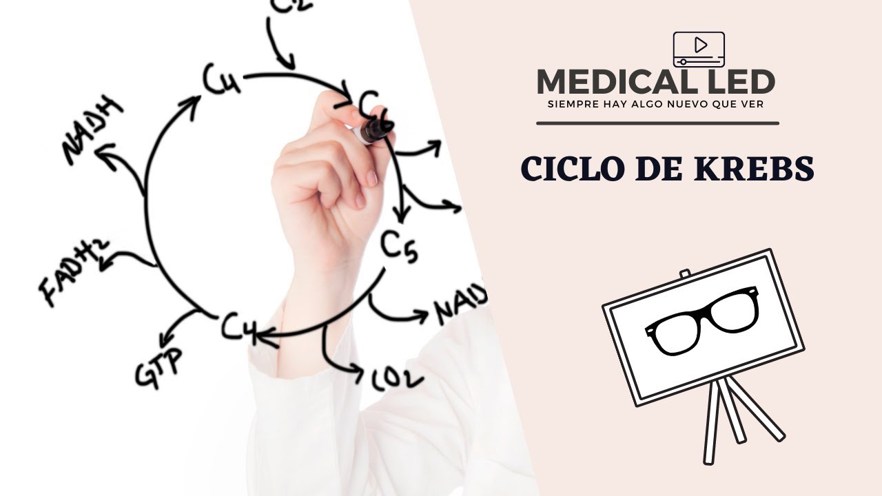 CICLO DE KREBS (PARTE 1): Formación del Acetil-CoA y reacciones enzimáticas