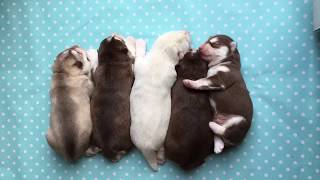 Sausage Puppies - Ridiculously Cute! by Pure Siberian Husky 8,070 views 6 years ago 1 minute, 33 seconds