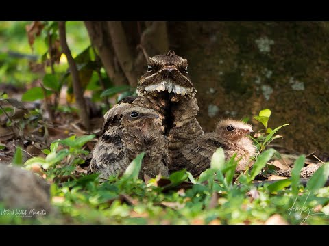 LargeTailed Nightjar