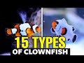 The top 15 types of clownfish 