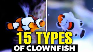 The Top 15 Types of Clownfish 🐟