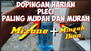 #Rp_7.000 DOPINGAN HARIAN PLECI - PALING MURAH CUMA (RP. 7.000)