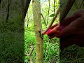Air - Layering: Farmers Clone Trees From Branches : Growing Orchards Without Uprooting Roots