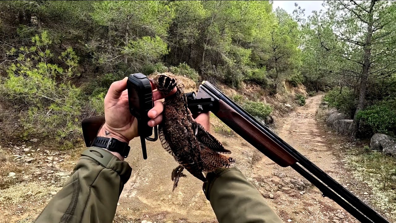 Chasse Petit Gibier 2025 Bécasse au calibre 28