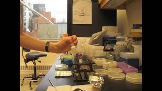 O.G. BioBuilder Prep Videos_Liquid Overnights