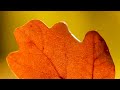 Autumn Colors of Nature and Relaxing Piano Music - Peaceful Fall Meditation