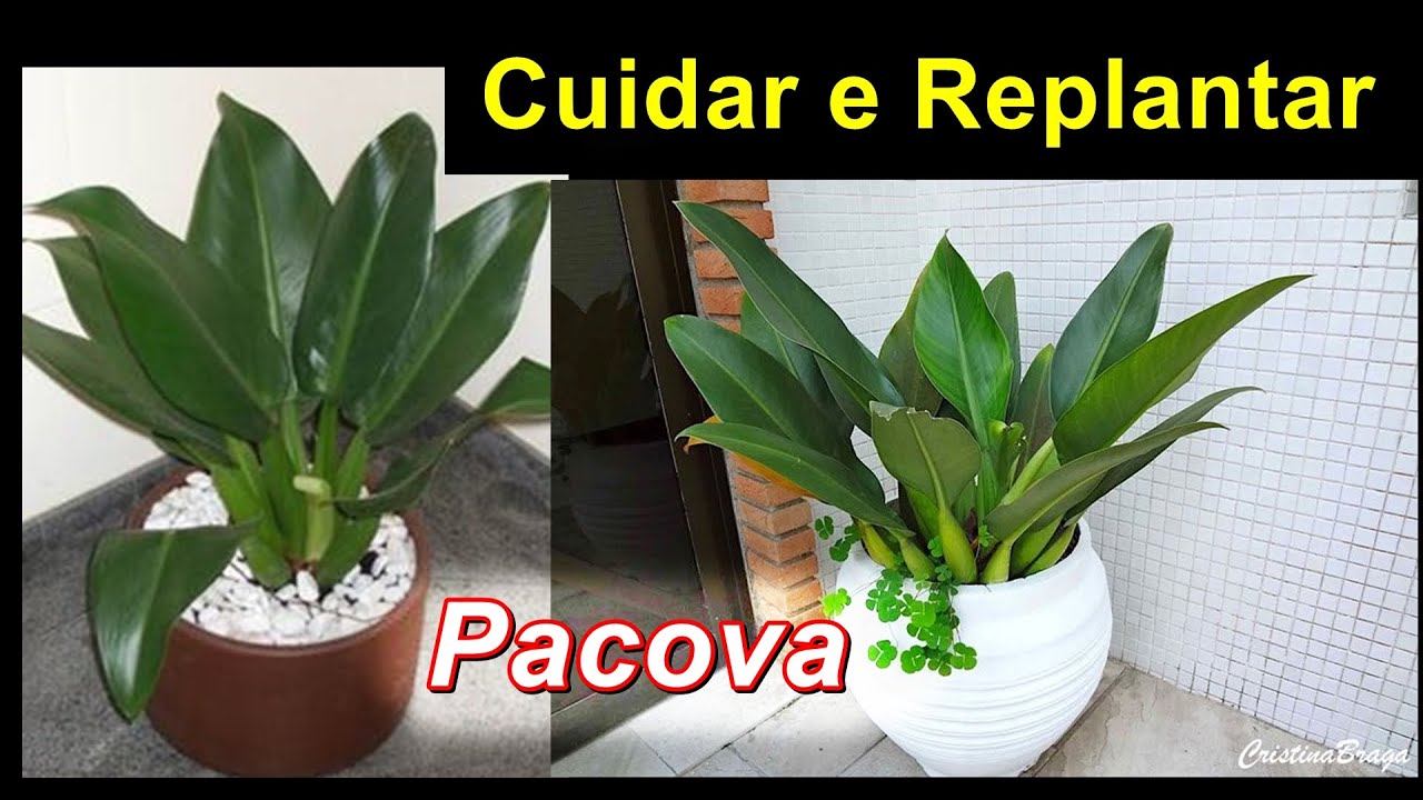 Pacova Planta | Como replantar pacova cultivo - YouTube