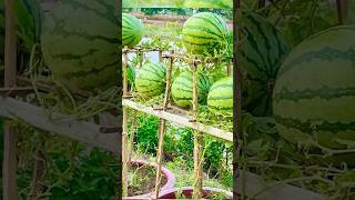 Growing watermelon hanging hammock for beginners, Fruit is big and sweet #grow #garden #watermelon