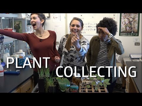 Thumbnail for the embedded element &quot;Plant Collecting &amp; Herbarium Research! Pt 1&quot;