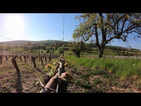 Vidéo: Qu'est-ce que le débourrement de la vigne ?