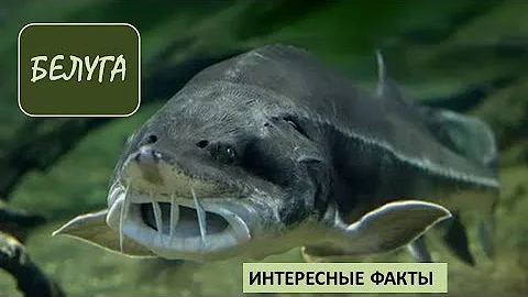 БЕЛУГА🐟/Рыбы/Животные/Интересные факты