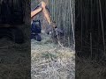 La trituradora forestal FAE para excavadoras para el mantenimiento de la vegetación #shorts