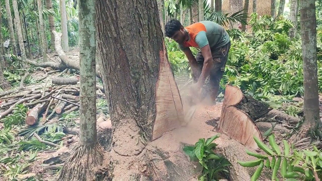 **🔥 Amazing Skills Tree Cutting Man ‼️🌳 Commander Mahmud Khan** 