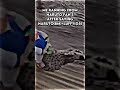 Baby riding cheetah meme ||#shorts